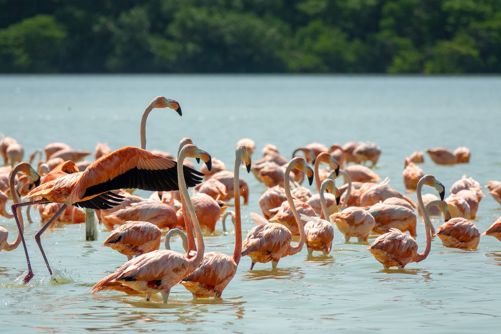 Flamingos volando sobre los manglares de Celestún