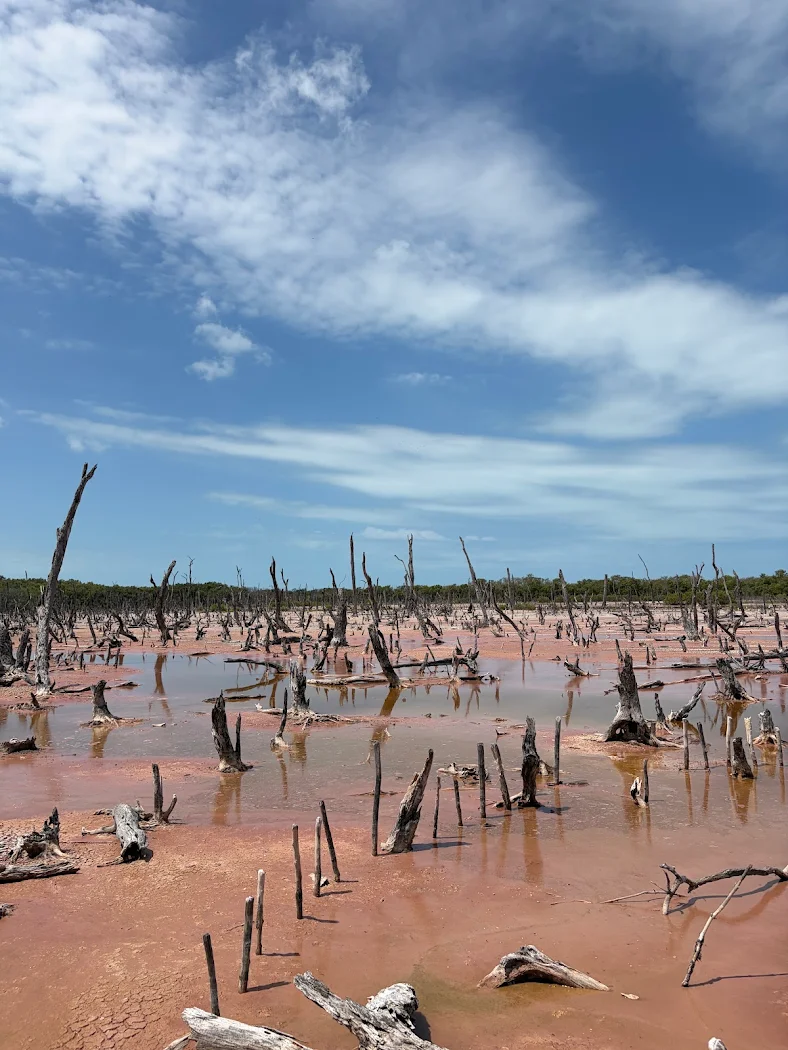 Bosque petrificado